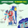 image:imageSmartivity Interactive Human Body Model for Kids 814 Years I Dynamic Body Parts amp Organs  Learning Booklet  Birthday Gift for Boys amp Girls  Educational Toy for 891011121314 Years