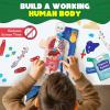 image:imageSmartivity Interactive Human Body Model for Kids 814 Years I Dynamic Body Parts amp Organs  Learning Booklet  Birthday Gift for Boys amp Girls  Educational Toy for 891011121314 Years